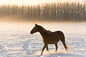 A horse walking across a snow covered field in fog at sunrise, Cremona, Alberta, Canada