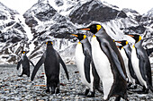 King penguins Aptenodytes patagonicus walking on a beach, South Georgia, South Georgia, South Georgia and the South Sandwich Islands, United Kingdom