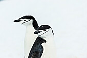 Chinstrap Penguins Pygoscelis antarctica, Half Moon Island, Shetland Islands, Antarctica