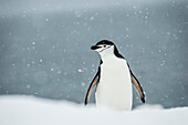 Chinstrap Penguin Pygoscelis antarctica in a snowfall, Half Moon Island, South Shetland Islands, Antarctica
