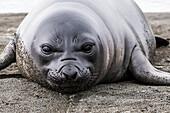 Elephant seal Mirounga leonina pup, South Georgia, South Georgia and the South Sandwich Islands, United Kingdom