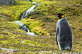 King penguin Aptenodytes patagonicus standing alone on the tundra with a cascading stream, Grytviken, South Georgia, South Georgia and the South Sandwich Islands, United Kingdom