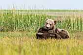 Brown bear ursus arctos cubs playing in a grass field