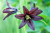 Close up of a dark purple lily