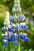 Blossoming lupin plant