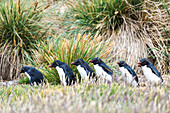 Gentoo penguins Pygoscelis papua walking in a row