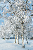 Snow covered trees in a field in winter, Alaska, United States of America