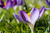 Close up of a blossoming crocus, Whitburn, Tyne and Wear, England