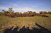 Group of tourists shadows photographing water buffalo Bubalus bubalis in the Sabi Sand Game Reserve, South Africa