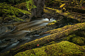 Stream flows through the lush rainforest, Haida Gwaii, British Columbia, Canada