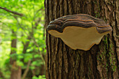Fungus grows on the dead trees in the lush rainforest environment, Haida Gwaii, British