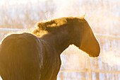 Horse with golden sunlight and breath in the cold air, Turner Valley, Alberta, Canada