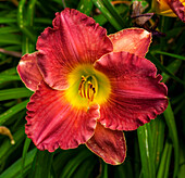 Daylily Hemerocallis, Sutton, Quebec, Canada