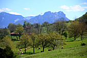 Landschaft mit Heuberg bei Bad Feilnbach, Oberbayern, Bayern, Deutschland