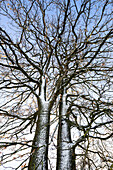Oak with double stem at Muensing, Bavaria, Germany