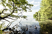 Geese with goslings under an oak tree on the west bank of lake Starnberg, Tutzing, Bavaria, Germany