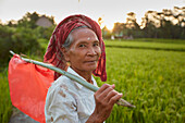 Rice paddies, rice field Penestanan, Ubud, Bali, Indonesia