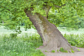Oak in Jenisch park, Hanseatic City of Hamburg, Northern Germany, Germany, Europe