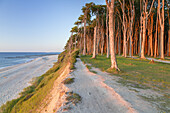 Path along the cliffs and beech forest in Nienhagen, Baltic Sea Coast, Mecklenburg-Western Pomerania, Northern Germany, Germany, Europe