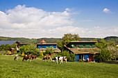 Ferienhaus Schöneweiß mit freundlichen Kühen auf der Weide, Vöhl-Harbshausen, Nordhessen, Hessen, Deutschland, Europa