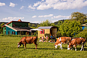 Ferienhaus Schöneweiß mit freundlichen Kühen auf der Weide, Vöhl-Harbshausen, Nordhessen, Hessen, Deutschland, Europa