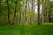 Beech trees (Fagus sylvatica) with spring foliage amidst oak trees (Quercus petraea) near Bringhausen in Kellerwald-Edersee National Park, Lake Edersee, Hesse, Germany, Europe