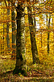 Buche im herbstlichem Buchenwald (Fagus sylvatica) Nationalpark Kellerwald-Edersee, Nordhessen, Hessen, Deutschland, Europa