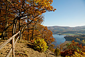 Herbstlicher Blick auf den Edersee vom Aussichtspunkt Kahle Hard Route bei Bringhausen im Nationalpark Kellerwald-Edersee mit Trauben-Eiche (Quercus petraea), Nordhessen, Hessen, Deutschland, Europa
