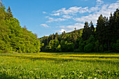 Buchen Wald (Fagus sylvatica) und Fichtenwald (Picea) werden von einem Feld mit Butterblumen (Ranunculus acris) geteilt, Nordhessen, Hessen, Deutschland, Europa