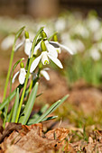 Close-up of snowdrop flowers blooming in early spring near Frankenau, Hesse, Germany, Europe