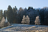 Icy winter landscape near Frankenau, Hesse, Germany, Europe