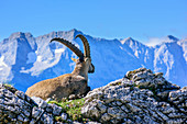 Steinbock liegt im Gras und blickt auf Bergkette, Naturpark Karwendel, Karwendel, Tirol, Österreich