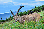 Ibex gracing in meadow, Zugspitze in background, Benediktenwand, Bavarian Alps, Upper Bavaria, Bavaria, Germany