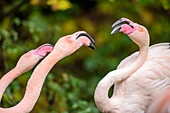Three flamingos, Phoenicopteridae, Zoo Wuppertal, Wuppertal, North Rhine-Westphalia, Germany