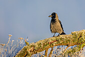 Carrion crow sitting on branch, Corvus corone, Feldberg, Mecklenburg Lakeland, Mecklenburg-Vorpommern, Germany