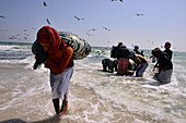 Sardinen-Fischer am Strand östlich von Salalah, Dhofar, Süd-Oman, Oman