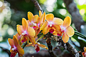 Orchid (Phalaenopsis hybrid), orchid house on Mainau island, Constance, Baden-Württemberg, Germany