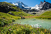 Blumenwiese und See, hinten das Tschingelhorn mit Schnee, hinteres Lauterbrunnental, Lauterbrunnen, Schweizer Alpen Jungfrau-Aletsch, Berner Oberland, Kanton Bern, Schweiz