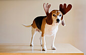 Dog wearing reindeer horns