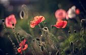 Close up of red flowers