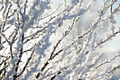 Close up of snowy tree branches