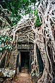 Tree growing over ruins at Angkor Wat, Siem Reap, Cambodia