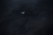 Fliegende Möwe, Färöer Inseln