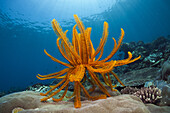 Crinoid in Coral Reef, Comanthina schlegeli, Ambon, Moluccas, Indonesia