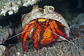 Red Hermit Crab, Dardanus megistos, Ambon, Moluccas, Indonesia