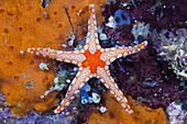 Red Mesh Starfish, Fromia monilis, Ambon, Moluccas, Indonesia