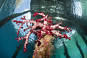 Soft Corals under Aborek Jetty, Dendronephthya sp., Raja Ampat, West Papua, Indonesia