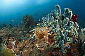 Gruene Fahnenbarsche am Korallenriff, Pseudanthias huchtii, Raja Ampat, West Papua, Indonesien