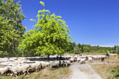 Schafe in der Heide zwischen Vitte und Neuendorf, Insel Hiddensee, Ostseeküste, Mecklenburg-Vorpommern,  Norddeutschland, Deutschland, Europa