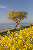 Rapsfeld an der Ostseeküste mit Baum, Waabs, Schleswig-Holstein, Norddeutschland, Deutschland, Europa